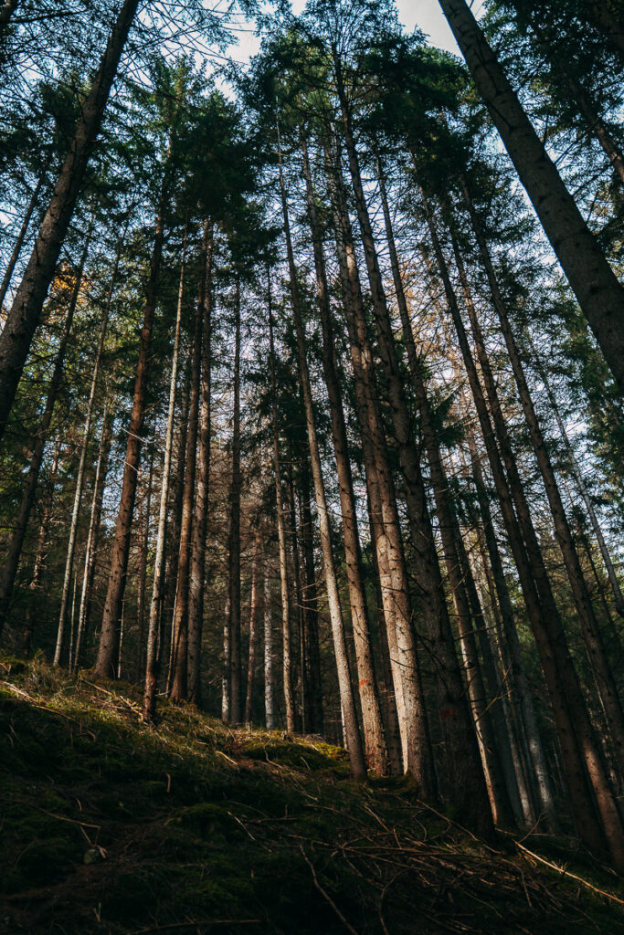 Foresta Trentino Alto Adige