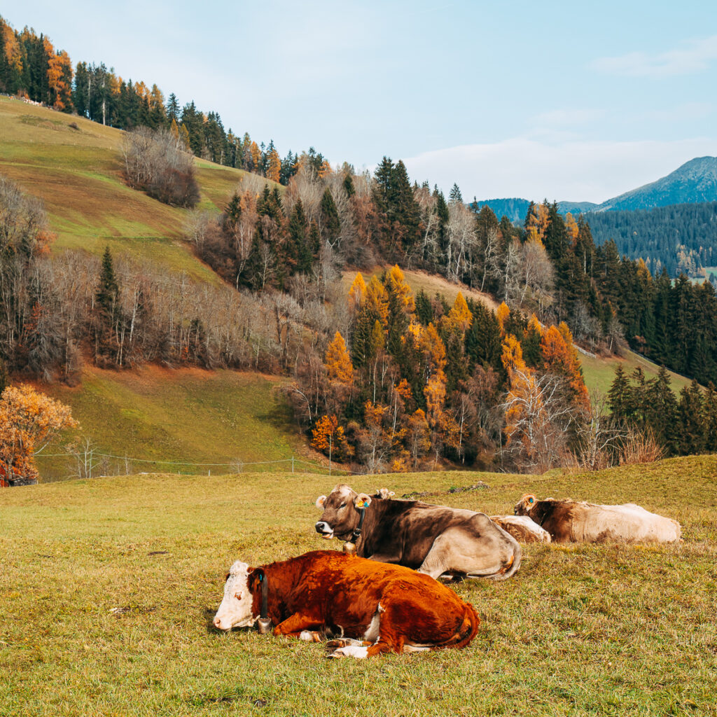 LDP08393_lucilla-dal-pozzo-trentino-alto-adige-1024x1024